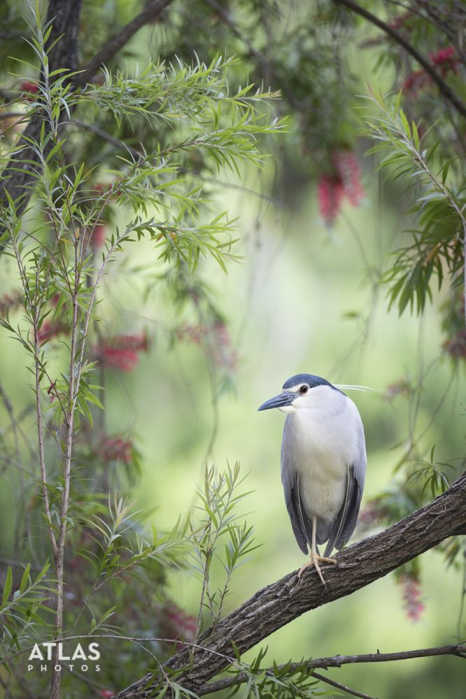 Herons-Egrets Photograph: Aosagibi.01