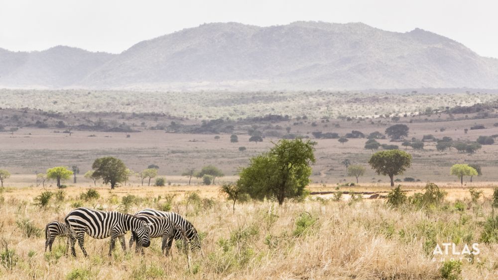 Atlas Photos by Calvin Ke