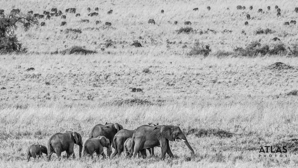 Atlas Photos by Calvin Ke