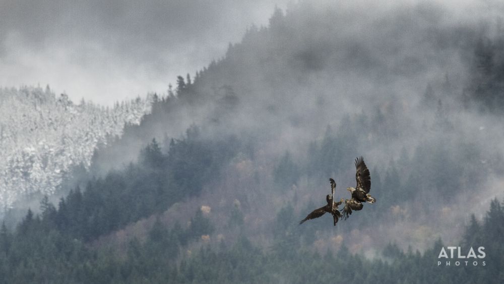 Atlas Photos by Calvin Ke